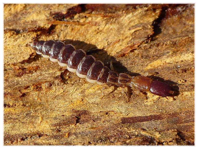 Larva...di chi...? Parainocellia bicolor